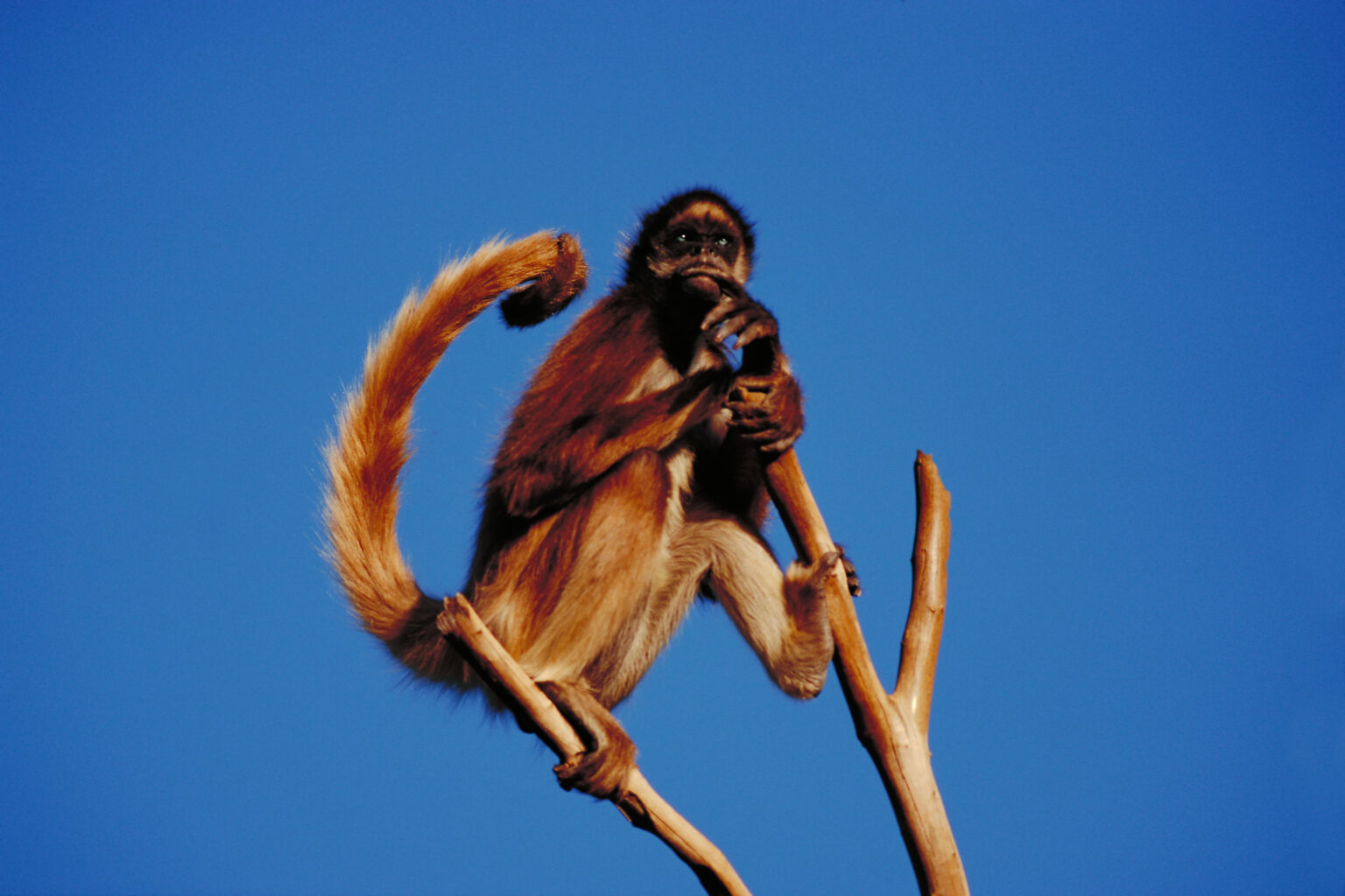 spider-monkeys-of-el-salvador-escape