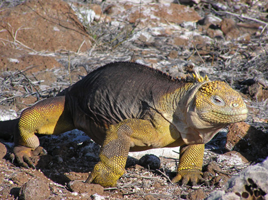 Welcome to the Galapágos Islands – eScape