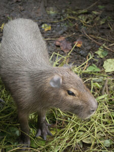 Dave Moyer el capibara, un pez de cuatro patas 