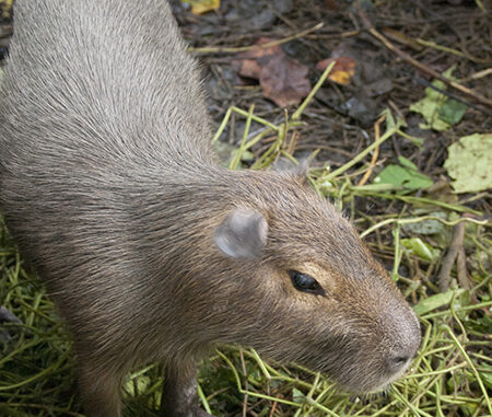 El capibara: el pez más raro del mundo – eScape