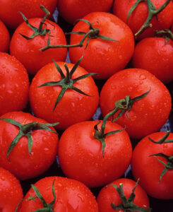 Pixtal/Age FotostockLos tomates dominan la escena durante la tomatina